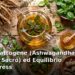 Radici di ashwagandha, foglie di basilico sacro tulsi e tisana alle erbe adattogene per l'equilibrio dello stress